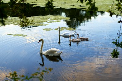 Photo from gallery Mute Swan Family 2 [June-July 2021] taken on 2021-07-29 20:40:12 at Yvelines by DrJLT