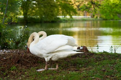 Mute Swan Family 2 [May 2021] #6