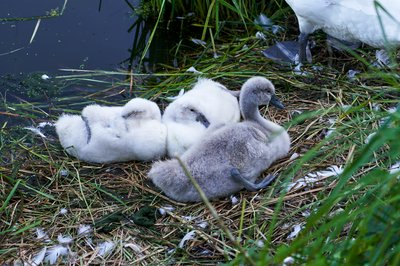 Photo from gallery Mute Swan Family 2 [June-July 2021] taken on 2021-07-18 19:57:35 at Yvelines by DrJLT