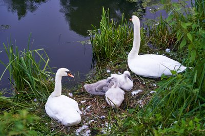 Photo from gallery Mute Swan Family 2 [June-July 2021] taken on 2021-07-16 20:57:52 at Yvelines by DrJLT