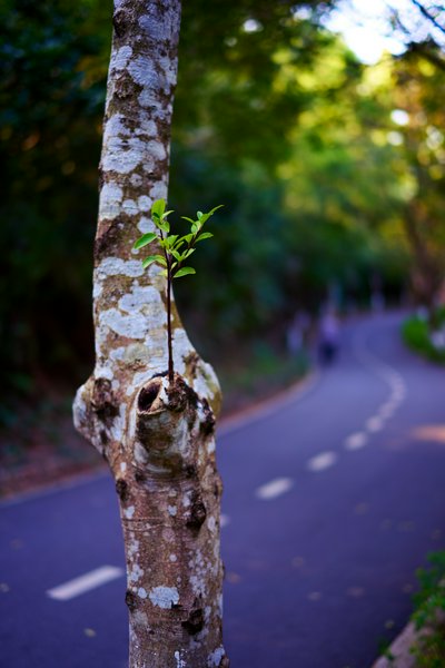 Zhongshan Parks 202601 #28