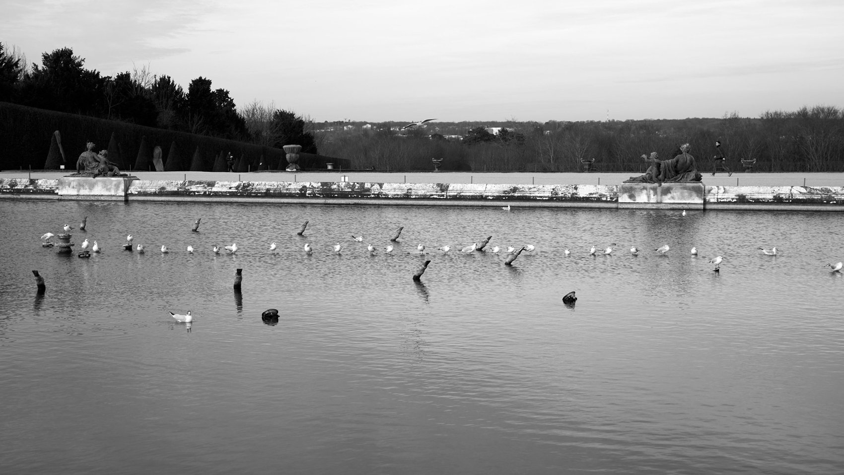 Hero Image for First Sign of Spring Versailles (Swan, Trees, Sheep, Flowers, Seagulls) Feb 2020