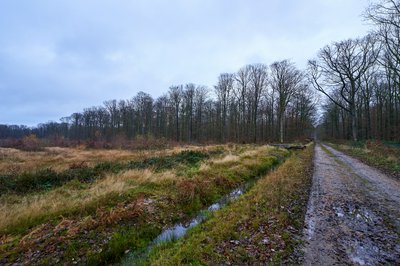 Senonches Forest [Nov 2021] #20