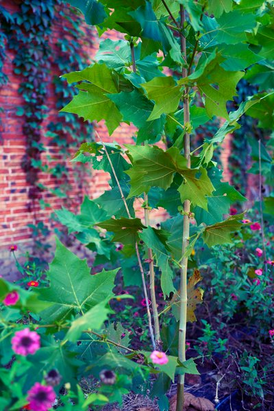 My Plants 2025 H2 #5