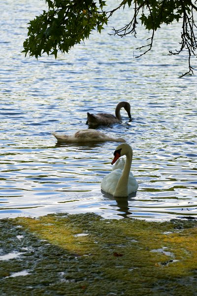 Photo from gallery Mute Swan Family 2 [Aug 2021] taken on 2021-08-27 17:56:56 at Yvelines by DrJLT