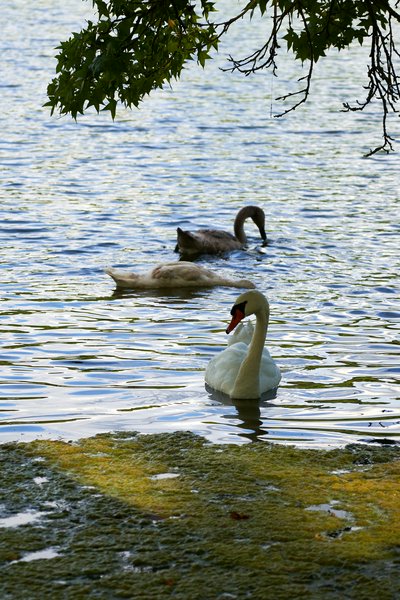 Mute Swan Family 2 [Aug 2021] #38