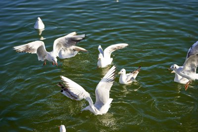 Seagulls, Swans, Flowers in Versailles (Park) Spring 201902 #4