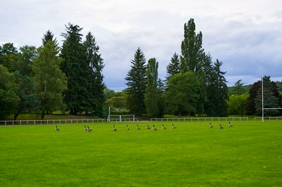 Canada Geese Aug 2021 #19