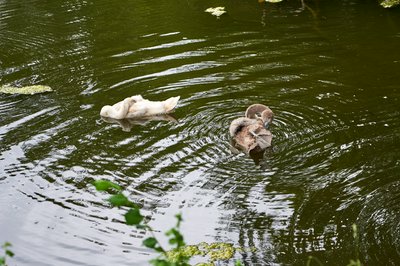 Mute Swan Family 2 [Aug 2021] #27