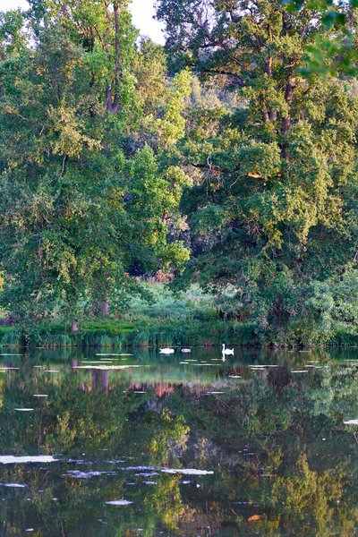 Mute Swan Family 2 [Aug 2021] #16