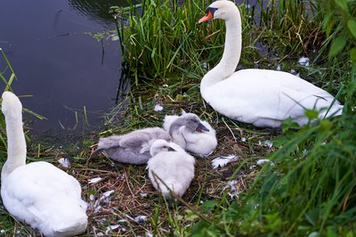Photo from gallery Mute Swan Family 2 [June-July 2021] taken on 2021-07-16 20:58:45 at Yvelines by DrJLT