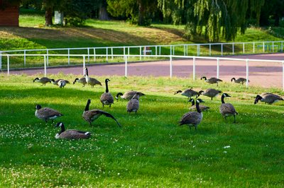 Photo from gallery Canada Geese Aug 2021 taken on 2021-08-20 18:06:45 at Yvelines by DrJLT