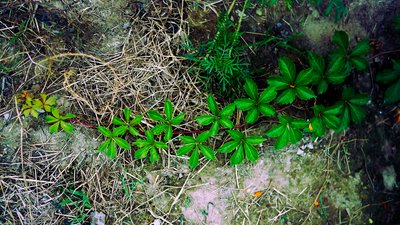My Plants 2025 summer #27
