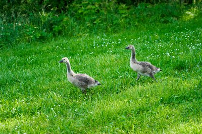 Photo from gallery Canada Geese Family Part 2 [June 2021] taken on 2021-06-06 17:59:20 at Yvelines by DrJLT
