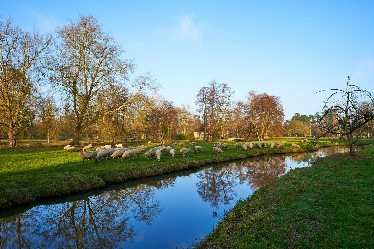 Hero Image for Park of Rambouillet [Sheep, Geese, Lake | Jan 2022]