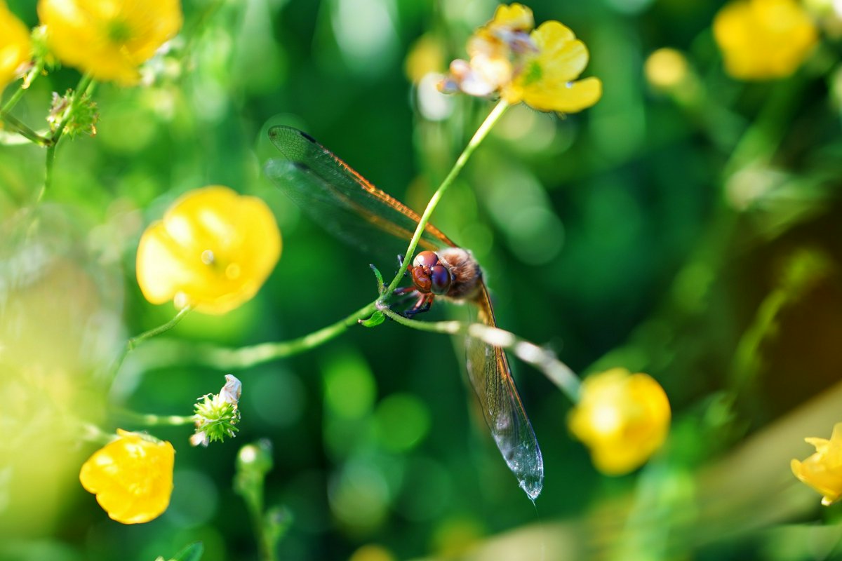 Hero Image for Nature in May 2021 [Flowers, Snails, Dragonfly]
