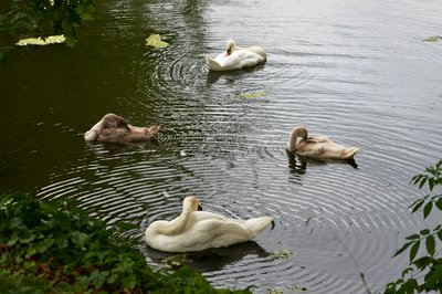 Photo from gallery Mute Swan Family 2 [Aug 2021] taken on 2021-08-18 17:56:11 at Yvelines by DrJLT