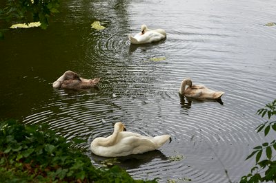 Mute Swan Family 2 [Aug 2021] #23