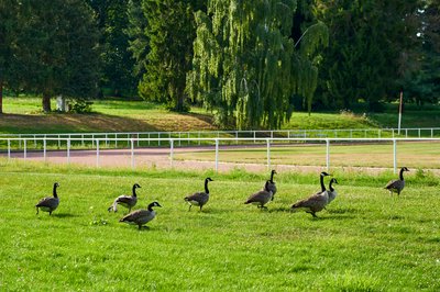 Photo from gallery Canada Geese Aug 2021 taken on 2021-08-20 17:56:43 at Yvelines by DrJLT