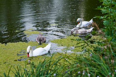 Photo from gallery Mute Swan Family 2 [Aug 2021] taken on 2021-08-28 18:18:33 at Yvelines by DrJLT