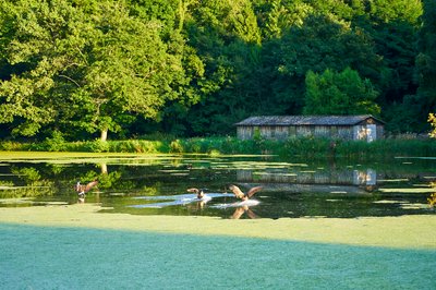 Canada Geese Aug 2021 #20