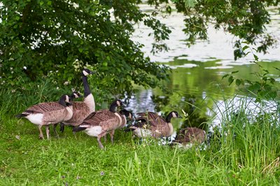 Photo from gallery Canada Geese Family Part 3 [July 2021] taken on 2021-07-05 20:16:09 at Yvelines by DrJLT