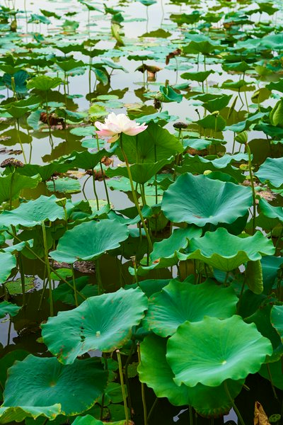 Water Lilies #3