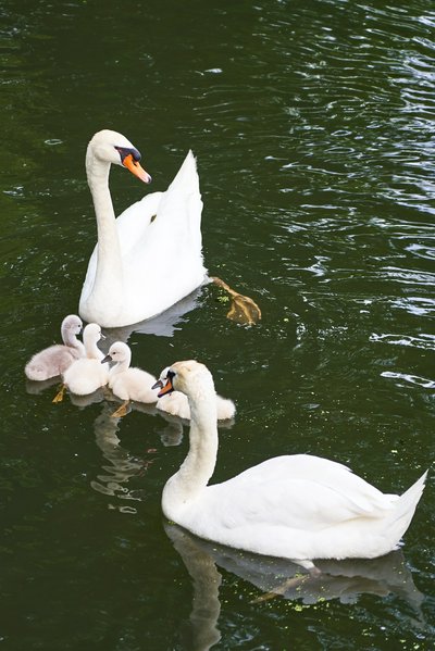 Photo from gallery Mute Swan Family 2 [June-July 2021] taken on 2021-06-27 20:05:06 at Yvelines by DrJLT