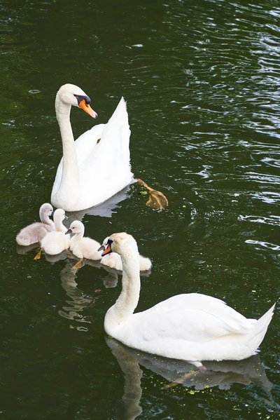 Mute Swan Family 2 [June-July 2021] #16