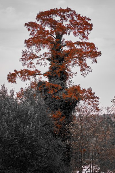 Nature in Autumn, France 2020 #23