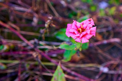 My Plants 2025 H2 #19