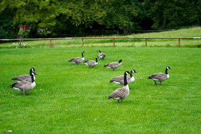 Photo from gallery Canada Geese Aug 2021 taken on 2021-08-05 16:57:27 at Yvelines by DrJLT