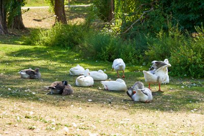 Photo from gallery Geese, Ducks, and A Stork @ Chevreuse 201809 taken on 2018:09:14 16:15:14 at Yvelines by DrJLT