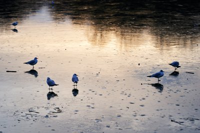 Photo from gallery Versailles (Ice, Lake, Night, Birds), Winter 202001 taken on 2020:01:26 17:17:33 at Versailles by DrJLT