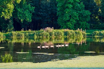 Photo from gallery Canada Geese Aug 2021 taken on 2021-08-14 20:05:39 at Yvelines by DrJLT
