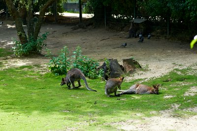 Jardin des plantes [Paris] Aug 2021 #15