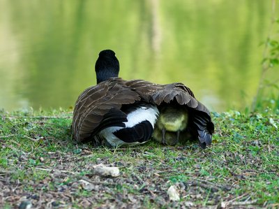 Canada Goose Family Part 1 [May 2021] #2