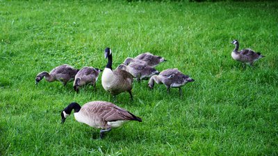 Photo from gallery Canada Geese Family Part 2 [June 2021] taken on 2021-06-13 20:50:03 at Yvelines by DrJLT