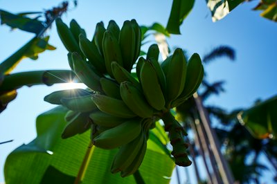 Zhongshan 202602 #35