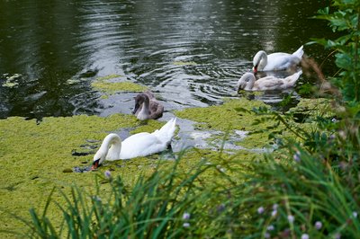 Photo from gallery Mute Swan Family 2 [Aug 2021] taken on 2021-08-28 18:18:29 at Yvelines by DrJLT