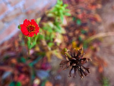 My Plants 2025 H2 #16