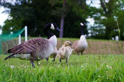 Canada Goose Family Part 1 [May 2021] #15