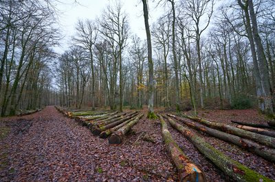 Photo from gallery Senonches Forest [Nov 2021] taken on 2021-11-30 17:07:55 at Senonches by DrJLT