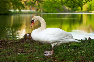 Mute Swan Family 2 [May 2021] #5