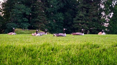 Canada Geese Family Part 3 [July 2021] #13