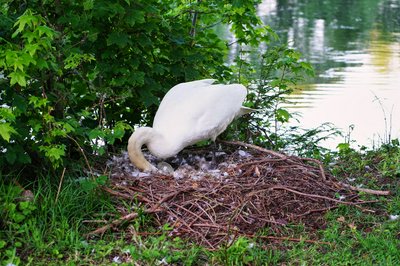 Photo from gallery Mute Swan Family 2 [June-July 2021] taken on 2021-06-07 20:28:39 at Yvelines by DrJLT