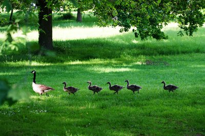 Cover for post Canada Goose Family & The Growth of 7 Goslings [June 2021]