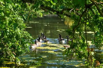 Photo from gallery Canada Geese Aug 2021 taken on 2021-08-20 17:54:57 at Yvelines by DrJLT