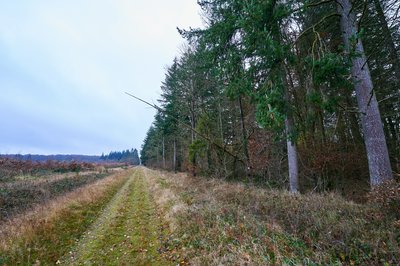 Senonches Forest [Nov 2021] #10
