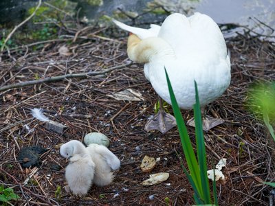 Mute Swan Family 1 [May 2021] #12